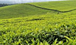File image of a Tea plantation.